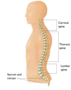 Spinal Cord and Spinal cord injury introduction