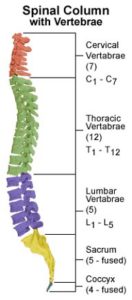 spinal cord details